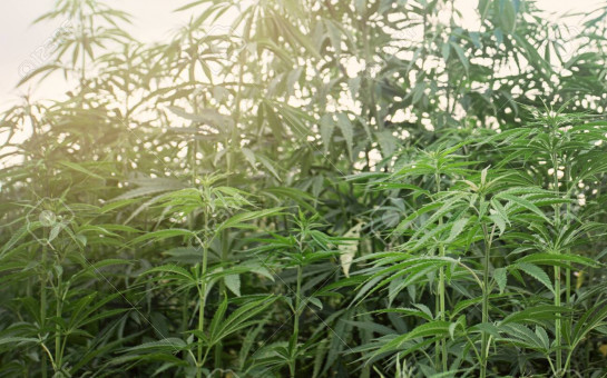 Конопля - наркотическое растение!